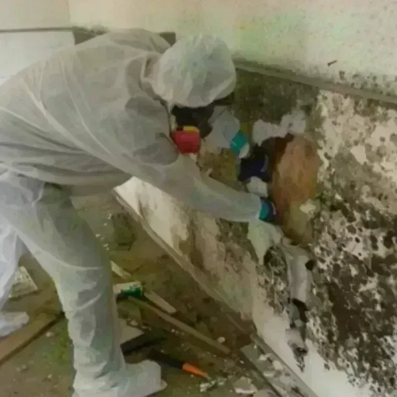 Mold Remediation and Removal in Spencerville, MD